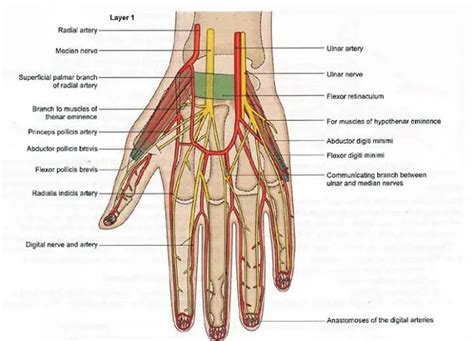 Ulnar Artery: Anatomy, Location, Branches | Learn from doctor