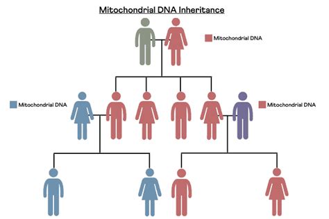 Mitochondrial DNA Testing: What Is It & Do You Need It?