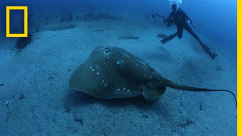 Largest Known Marine Stingray Study | National Geographic - YouTube