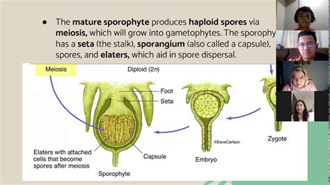 GROUP 8 Thalloid Liverworts- (BGY3103) - YouTube