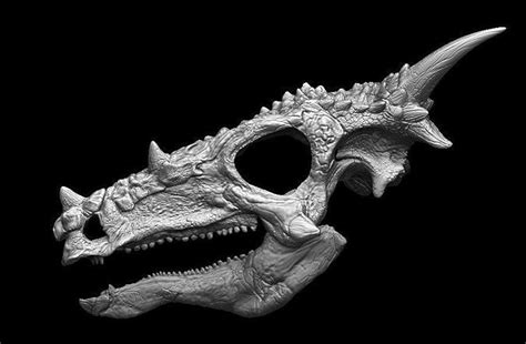 Dracorex Skull 3D model | CGTrader