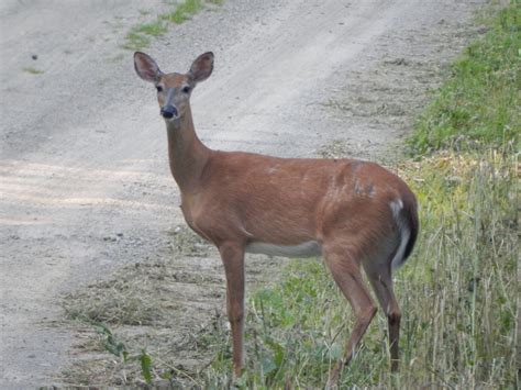 mammal female deer dirt road KG (1) : North Carolina Wetlands