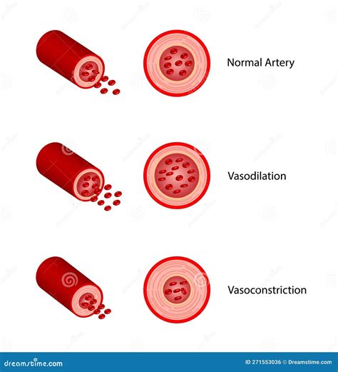 Comparison Of Normal, Vasoconstriction And Vasodilation Blood Vessels ...