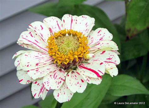 Candy Cane Zinnia