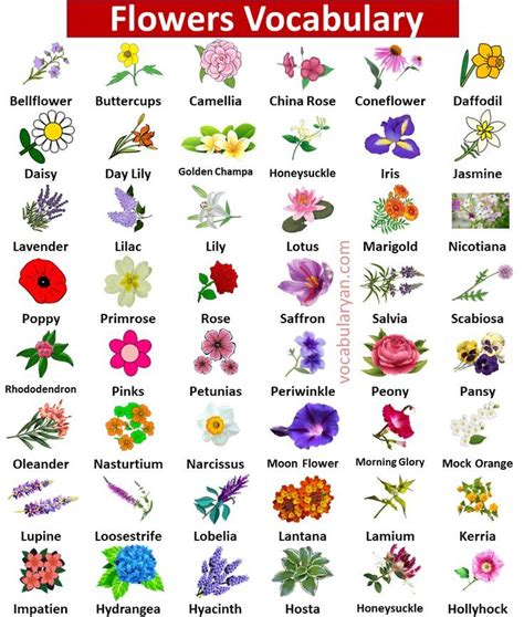 50 Beautiful Flowers with Names