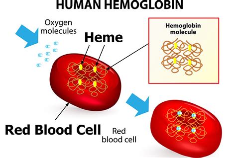 MCH Blood Test - Normal Range, Low and High MCH