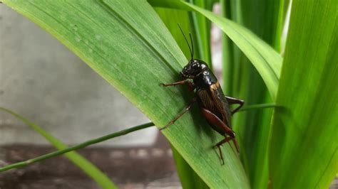 Getting Rid Of Crickets in 4 Simple Ways - Pest Control TX