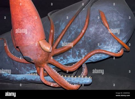 giant squid attacks sperm whale, diorama Stock Photo - Alamy