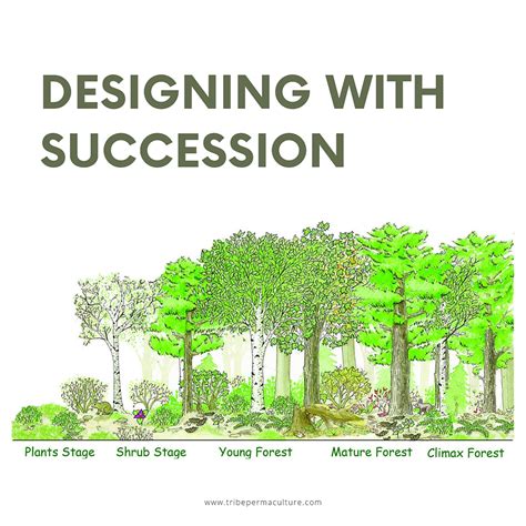 Succession in Permaculture Designing