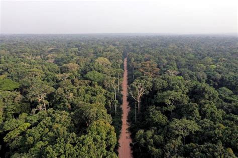 Rainforests of Central Africa unequally vulnerable to climate change ...