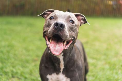 Pit Bulls Are 2023's #1 Breed in the United States! - Humane Society of ...