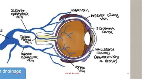 Anatomy of uveal tract- ophthalmology