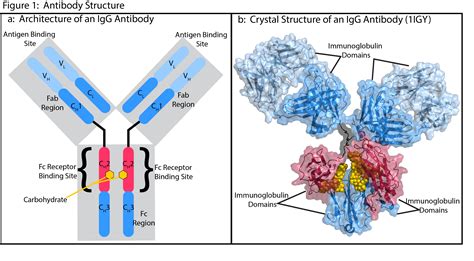 IgG Antibodies and Fcγ Receptors in Immunotherapy