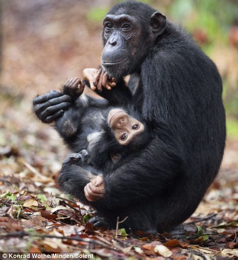 Determined baby chimp takes first faltering steps away from safety of ...