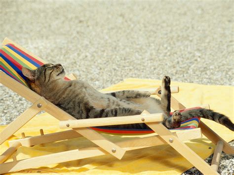 Cat Cute: Summer Cats