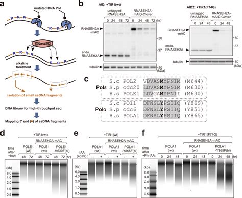 Ribonucleotide incorporation into DNA in POLE1-M630F and POLA1-Y865F ...