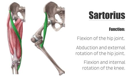 Flexion & abduction & lateral rotation of thigh at hip Flexion & medial ...