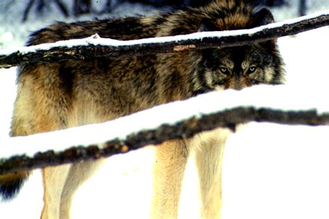 Despite More Aggressive Hunting, Montana's Wolf Population Remained ...