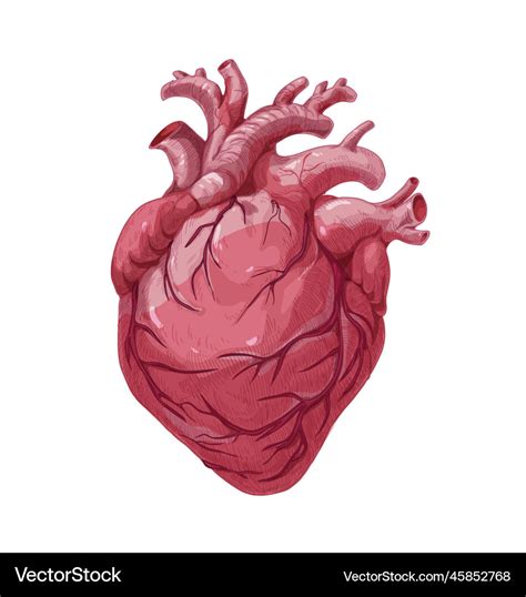 Realistic heart real internal organ anatomical Vector Image