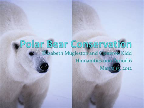 PPT - Polar Bear Conservation PowerPoint Presentation, free download ...