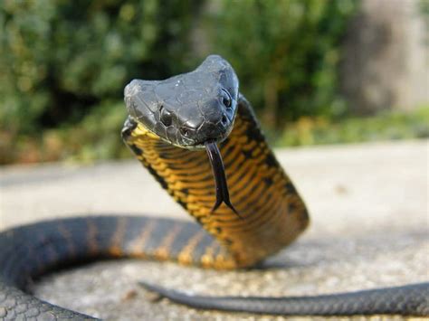 10 Of The Most Venomous Snakes In The World