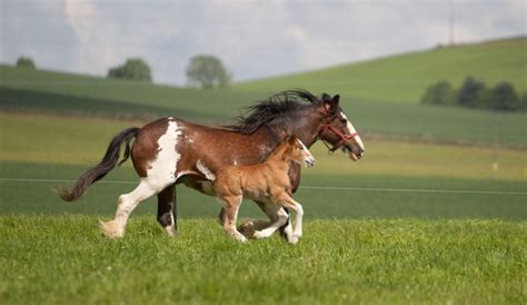 The Ultimate Guide to British Horse Breeds | Strathorn Farm Stables