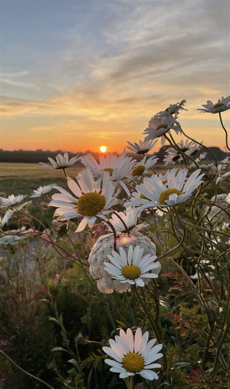 Sunset flower wallpaper : r/iphonewallpapers