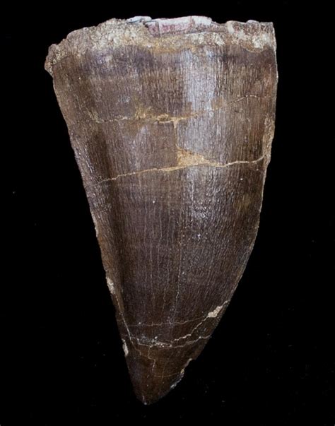 2" Mosasaur Tooth - Cretaceous Reptile For Sale (#10219) - FossilEra.com