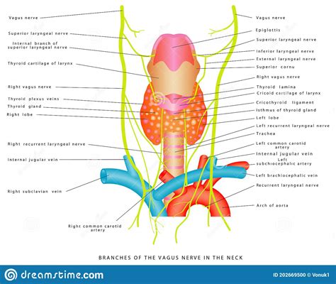 Vagus Nerve Diagram