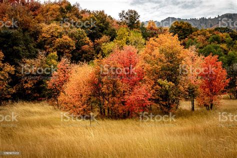 Forest Of Fall Colors Clumped Together Stock Photo - Download Image Now ...