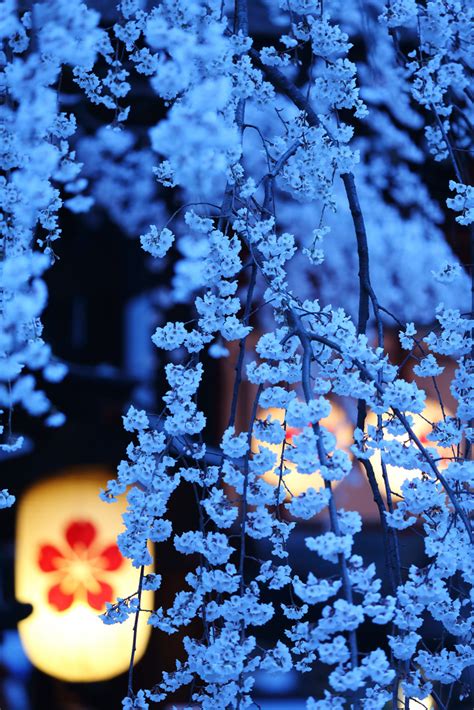 Cherry Blossom Night, Kyoto, Japan photo on Sunsurfer