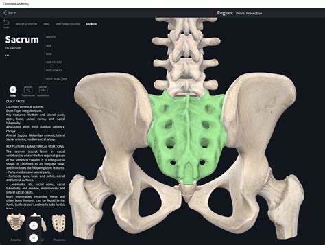 Bones: Vertebral Column, Sacrum. – Anatomy & Physiology