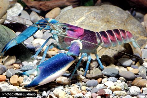 Cherax Aquarienkrebse - Haltung im Aquarium | Animales locos, Animales ...