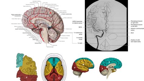 Cerebral Vascular Anatomy - Anatomical Charts & Posters