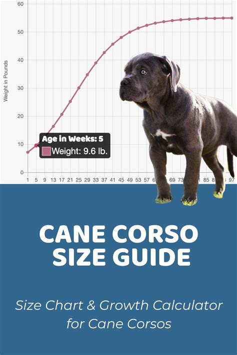 Cane Corso Size Guide: Size Chart & Growth Patterns