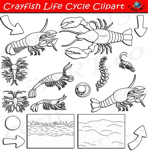 Crayfish Life Cycle Clipart, Lobster Life Cycle Download - Clipart 4 School