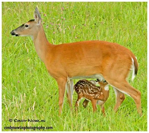 Cades Cove Wildlife Photography Favorites Photo Journal by Cindy Nowlin ...