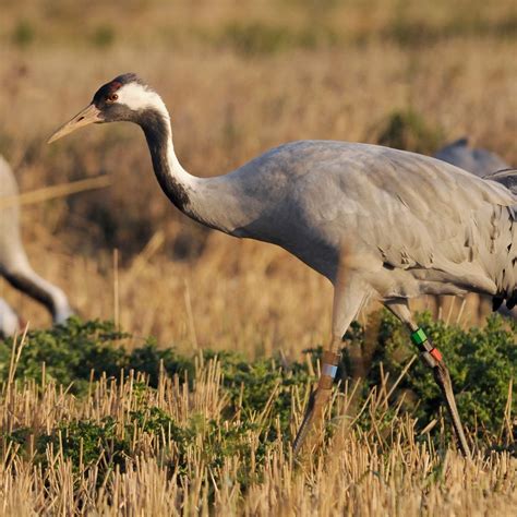 Breeding success for common cranes in 2020 - Countryfile.com