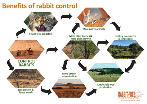 The Rabbit Problem – Rabbit Free Australia