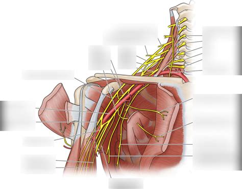 Pectoral Nerves Diagram | Quizlet