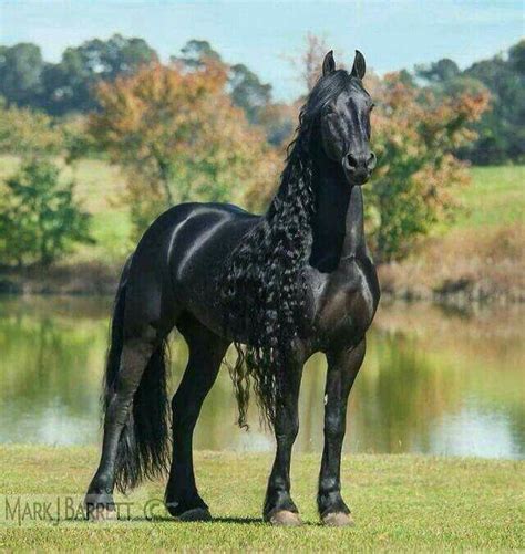 Pin by KAVALERUL RUDY on CAI DE RASA | Friesian horse, Horses, Most ...