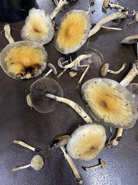 Do these look safe? : r/shrooms