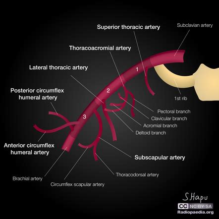 Anterior humeral circumflex artery | Radiology Reference Article ...