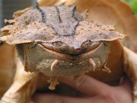 New species of turtle discovered