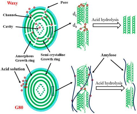 Hydrolysis Of Starch