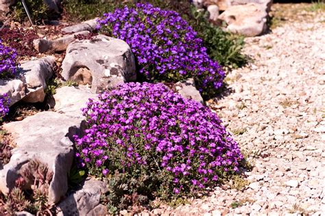 12 Plants for a Rock Garden - BBC Gardeners World Magazine