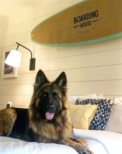 The 29 Best Pet-Friendly Hotels in the U.S. – PureWow