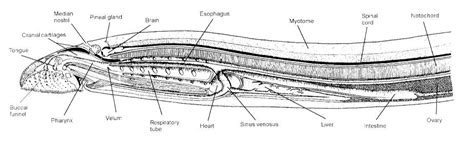 Lamprey Internal Anatomy Diagram