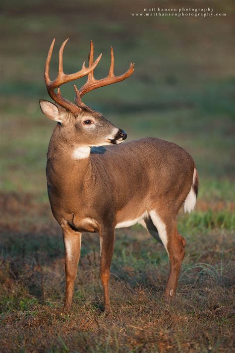 White-tailed deer (Odocoileus virginianus) - Professional Whitetail ...