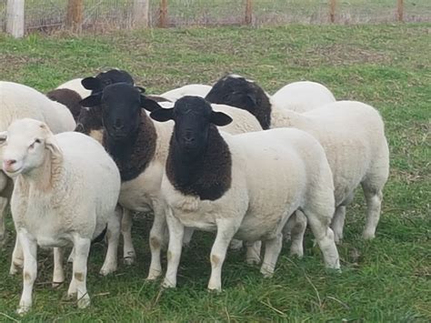 Dorper sheep | Page 9 | The Farming Forum